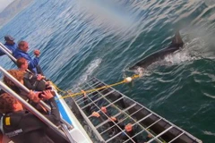 Kinh hãi cảnh cá mập điên cuồng cố ăn thịt nhóm thợ lặn