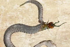 Rắn bị cắn rách bụng khi quyết chiến với rết khổng lồ