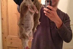 Liệu chuột khổng lồ ở Anh có ăn thịt người như tin đồn?