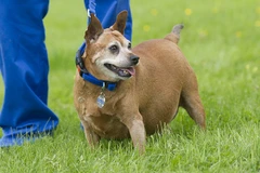 Chó mèo béo ú cũng tham gia vào một "cuộc thi sắc đẹp"