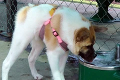 Nghị lực sống phi thường của chú chó có vẻ ngoài "lai lợn"