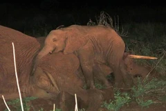 Cảm thương với hình ảnh chú voi con không rời xác cha mẹ