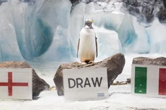 "Tiên tri" chim cánh cụt đoán Anh và Italy bất phân thắng bại