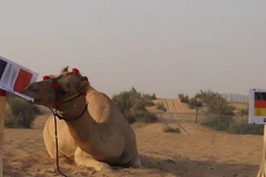 Lạc đà “tiên tri” dự đoán kết quả của trận đại chiến Pháp – Đức