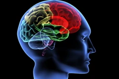 Phát triển thành công một loại mô não có cấu trúc ba chiều 