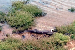 Kinh hãi cảnh rắn siết chặt và nuốt chửng con cá sấu