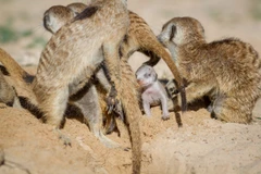 Cuộc giải cứu kịch tính khỏi miệng rắn của chồn đất châu Phi