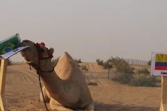 Lạc đà “tiên tri” Shaheen mang tin dữ tới cho tuyển Colombia 