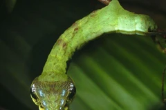 Con sâu bướm "quái dị" cải trang thành rắn để trốn kẻ thù