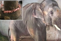 Phẫn nộ cảnh một con voi bị hành hạ suốt 7 năm trời