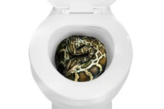 Con trăn dài gần 2m chui ra từ bồn cầu và cắn chủ nhà