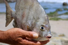 "Loài cá ăn tinh hoàn" nguy hiểm ở Nam Mỹ bất ngờ xuất hiện tại Nga