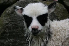 Dân làng sửng sốt với sự xuất hiện của chú “cừu Batman”