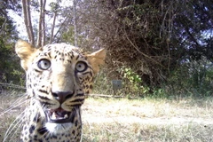 Khoảnh khắc ngộ nghĩnh khi các loài động vật chụp ảnh "tự sướng"