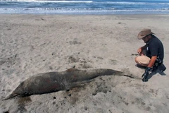 Cá heo chết hàng loạt và trôi dạt vào bờ biển Peru