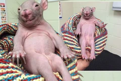 Chú gấu túi gây sốt nhờ vẻ ngoài đáng yêu và dáng ngồi đặc biệt