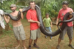 Bắt trăn khổng lồ bằng tay không để trả thù cho chú chó cưng