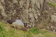 Con "chim điên" hành hạ rồi nuốt chửng chú thỏ tội nghiệp