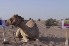 Lạc đà “tiên tri” Shaheen đem tin dữ tới cho đội tuyển Ecuador