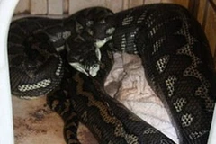 Kinh hoàng con trăn chui vào cũi nuốt chó chihuahua