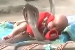 Em bé được bốn con rắn hổ mang chúa bảo vệ trong lúc ngủ