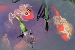 Người dân sửng sốt khi chứng kiến cảnh ếch cưỡi cá vàng