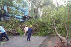 [Video] Nhiều cây to ở Thành phố Hồ Chí Minh bị đổ do mưa dông