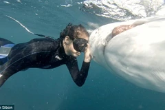 Cô gái "người cá" thoát ly gia đình để sống chung với bầy cá mập