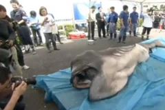 Bắt được con cá mập "ngoài hành tinh" cực hiếm ở Nhật Bản