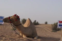 "Thảm họa tiên tri" lạc đà dự đoán đại chiến Hà Lan-Argentina