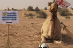 "Tiên tri" lạc đà tìm được đội thắng ở trận sinh tử Uruguay-Anh