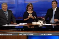 Thỏ làm “chuyện ấy” ngay trong chương trình trực tiếp