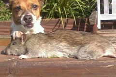 "Vua diệt chuột" sốc nặng vì chuột to gần bằng con chó nhà