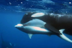 Cá mập hổ bị ba con cá voi sát thủ tấn công dã man rồi "xẻ thịt"