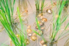 Sinh vật ngoại lai xâm lấn nguy hiểm ở dãy Trường Sơn 