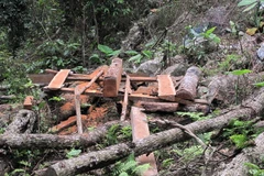 Mexico: Quản lý yếu kém, hơn 30% diện tích rừng bị tàn phá