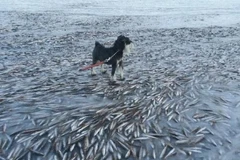 Chú chó đứng hiên ngang trên xác hàng nghìn con cá