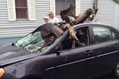 Con nai sừng tấm khổng lồ lọt thỏm trong xe sau cú đâm chí tử