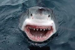 Gần 200 con cá mập quý hiếm bị “truy sát” tại Australia