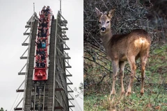 Hành khách hốt hoảng khi con nai bị tàu lượn siêu tốc đâm đứt đầu