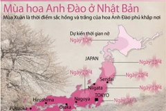 [Infographics] Mùa hoa Anh Đào rực rỡ ở Nhật Bản