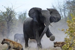 [Photo] Những cuộc chiến đẫm máu trong thiên nhiên hoang dã