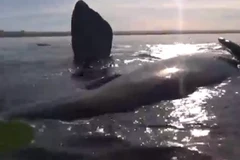 Suýt bị nhấn chìm vì cố chèo thuyền vào gần cá voi khổng lồ