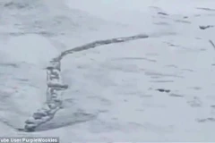 Loài "sâu quái vật" khổng lồ bí ẩn xuất hiện trên dòng sông băng