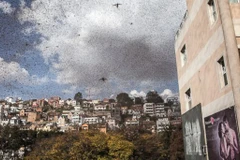 Hàng triệu con châu chấu bay giữa đường làm giao thông hỗn loạn