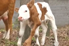 Nông dân sửng sốt khi thấy một con bê dị dạng có sáu chân 