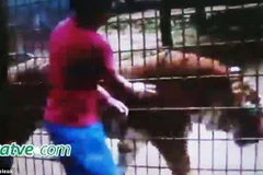Cậu bé bị hổ cắn nát tay khi trèo qua hàng rào an ninh sở thú