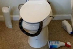 Hốt hoảng khi phát hiện ra một con rắn độc nằm trong bồn cầu 