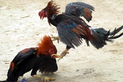 Nghệ An: Triệt phá, tạm giữ hơn 80 đối tượng chọi gà ăn tiền