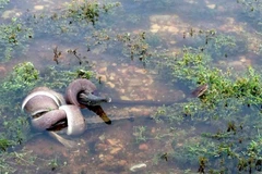 Video rắn siết chặt cá sấu trong 5 tiếng rồi nuốt chửng